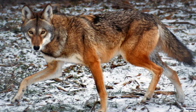 Scéalán the red wolf